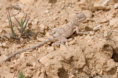 Horn-Scaled Agama - Trapelus ruderatus