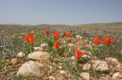 Wilde tulp - Sun's-eye Tulip - Tulipa agenensis