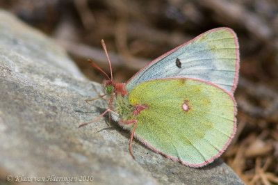 Bergluzernevlinder - Mountain Clouded Yellow - Colias phicomone