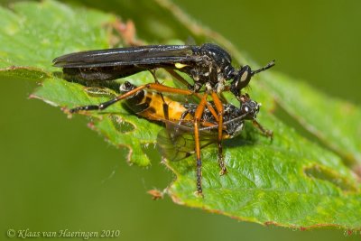 Zwartvleugelbladrover - Robber Fly - Dioctria oelandica