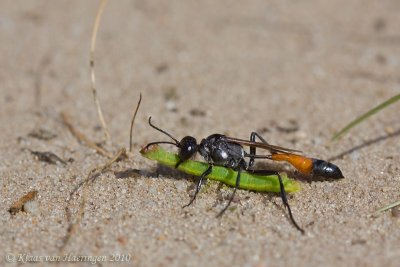 Kleine rupsendoder - Sand Digger Wasp - Ammophila pubescens