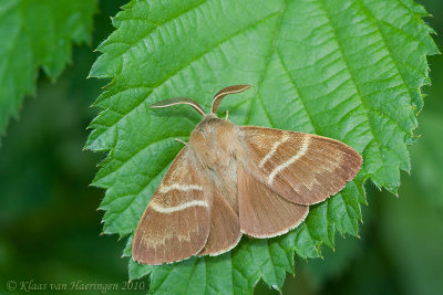 Veelvraat - Fox Moth - Macrothylacia rubi