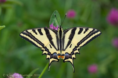 Zuidelijke koninginnepage - Southern Swallowtail - Papilio alexanor