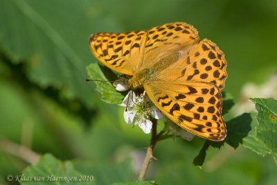 Keizersmantel - Silver-washed Fritillary - Argynnis paphia