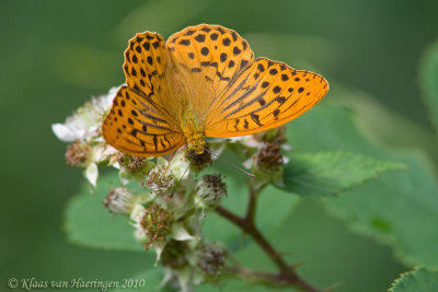 Keizersmantel - Silver-washed Fritillary - Argynnis paphia