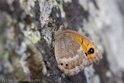 Grote saterzandoog - Great Sooty Satyr - Satyrus ferula