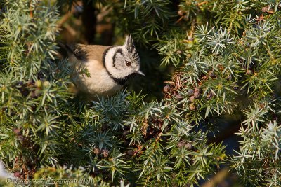 Kuifmees - Crested Tit - Lophophanes cristatus