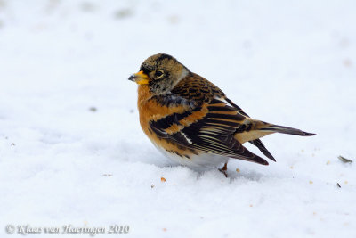 Keep / Brambling