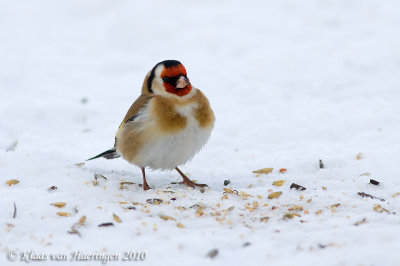 Putter / European Goldfinch