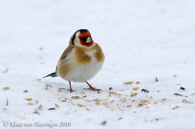 Putter - European Goldfinch - Carduelis carduelis