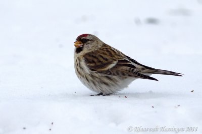 Grote barmsijs - Common Redpoll - Carduelis flammea