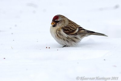 Grote barmsijs - Common Redpoll - Carduelis flammea