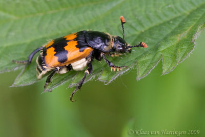 Krompootdoodgraver - Sexton beetle - Nicrophorus vespillo