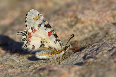 Steppepijpbloemvlinder - Eastern Steppe Festoon - Allancastria deyrollei