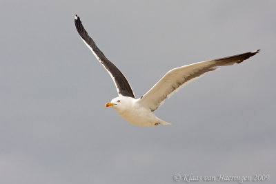 Kleine mantelmeeuw - Lesser Black-backed Gull - Larus fuscus graellsii