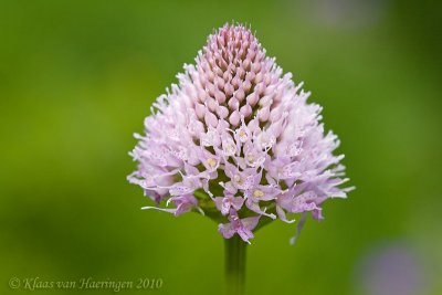 Knotsorchis - Globe Orchid - Traunsteinera globosa