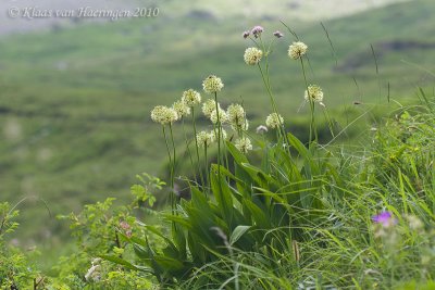 Victorialook - Alpine Leek - Allium victoriale