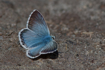 Bleek blauwtje - Chalkhill Blue - Polyommatus coridon