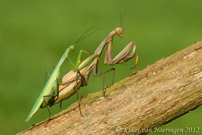 Gewone bidsprinkhaan - European Praying Mantis - Mantis religiosa