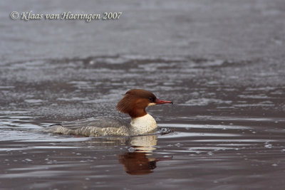 Grote zaagbek / Goosander