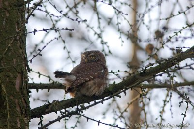 Dwerguil / Eurasian Pygmy Owl