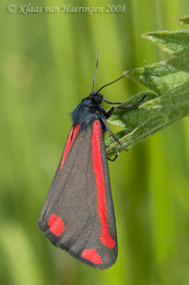 Sint-jacobsvlinder - Cinnabar moth - Tyria jacobaeae