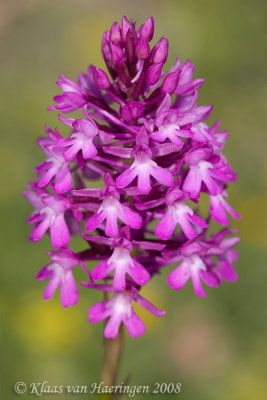 Hondskruid - Pyramidal Orchid - Anacamptis pyramidalis