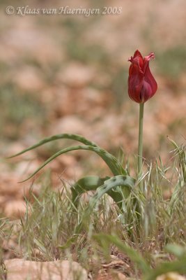 Wilde tulp - Sun's-eye Tulip - Tulipa agenensis