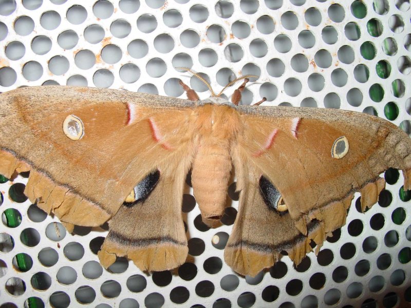 Moth DSC02569.jpg