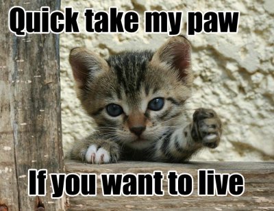 kitten take my paw live .jpg