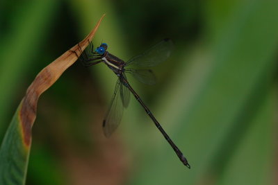 Dragonfly #17