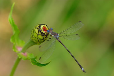 Dragonfly #12