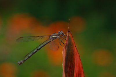 Dragonfly #9