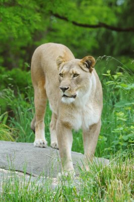 Lioness