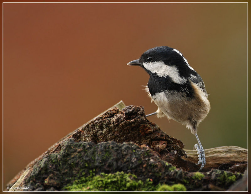 Zwarte mees - Periparus ater