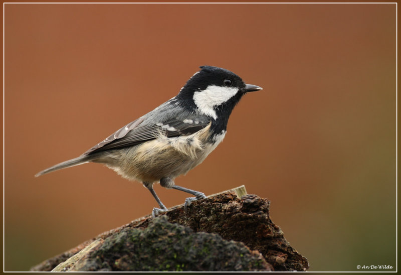 Zwarte mees - Periparus ater