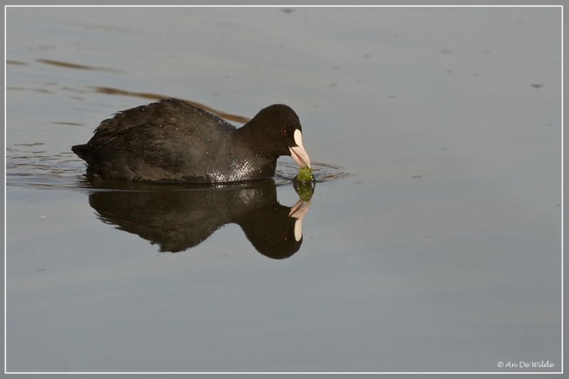  Meerkoet - Fulica atra