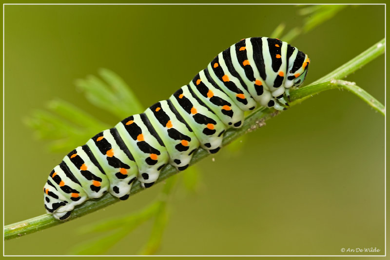 Koninginnepagerups - Papilio machaon