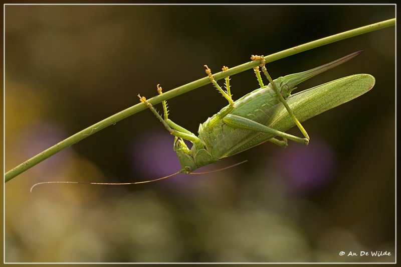 Grote groene sabelsprinkhaan - Tettigonia viridissima