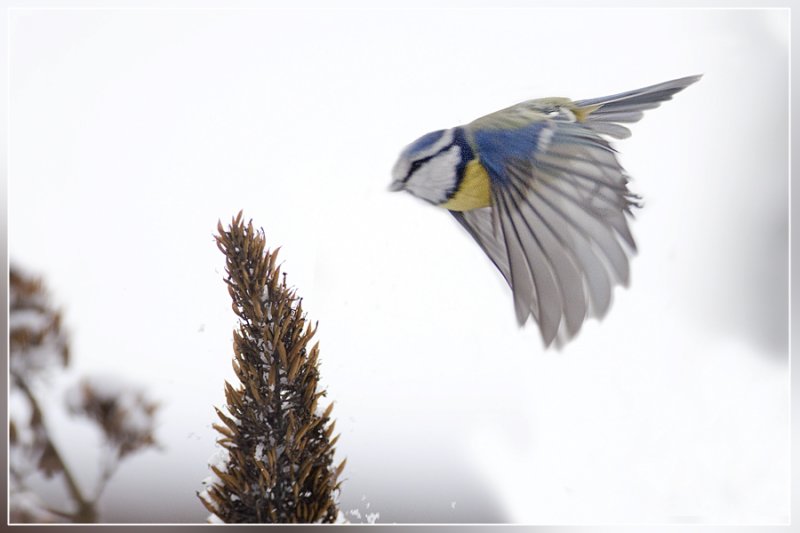 Pimpelmees - Cyanistes caeruleus