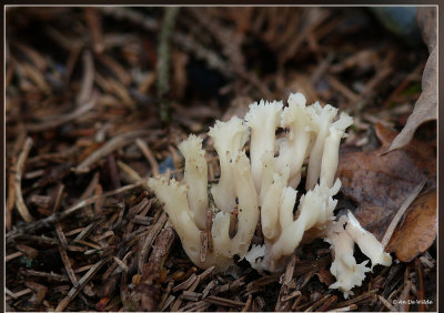 Witte koraalzwam - Clavulina coralloides