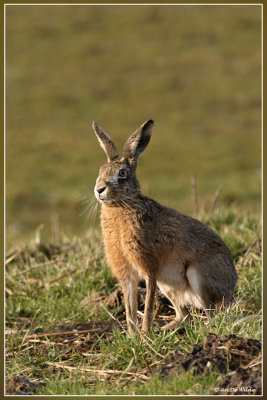 Haas - Lepus capensis