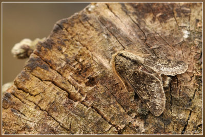 Voorjaarsspanner - Apocheima hispidaria