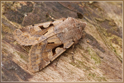 Nunvlinder - Orthosia gothica