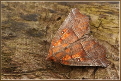 Roesje - Scoliopteryx libatrix