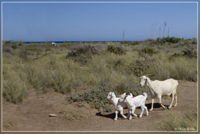 Playa de los Genoveses