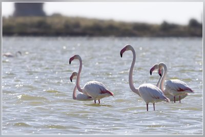 Flamingo - Phoenicopterus roseus