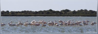 Flamingos  - Phoenicopterus roseus