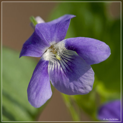 Bleeksporig bosviooltje - Viola riviniana
