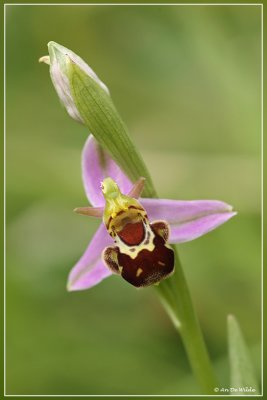 Bijenorchis - Ophrys apifera